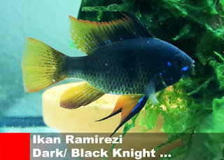 Jenis-Jenis Ikan Hias Ramirezi