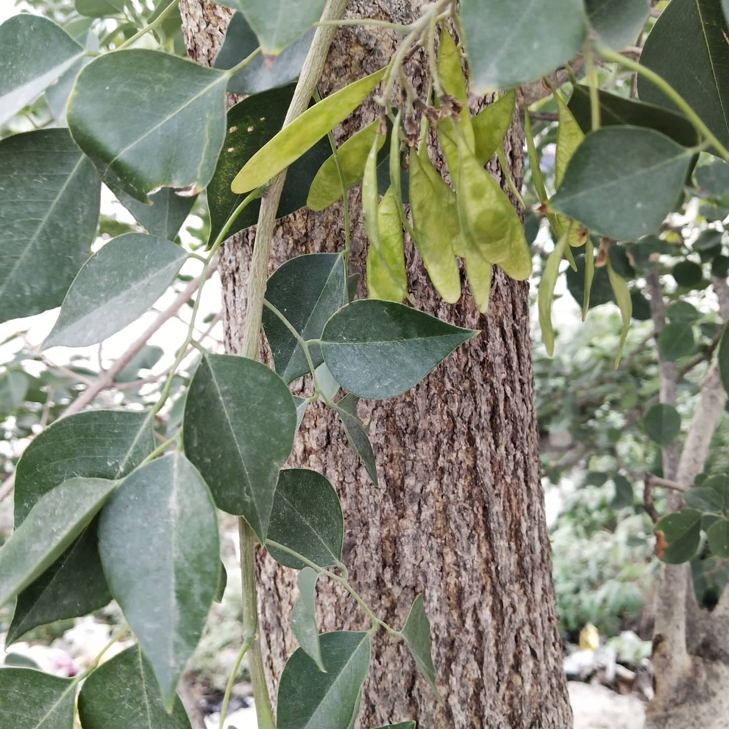 Sheesham (Dalbergia sissoo) (शीशम) Introduction Medicinal Benefits