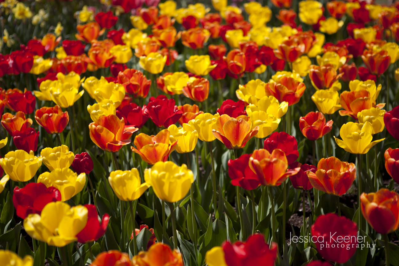 Jessica Keener Photography The Skagit Valley Tulip Festival • Mount