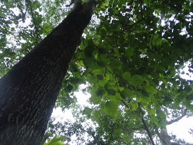 Anogeissus acuminata Anogeissus acuminata