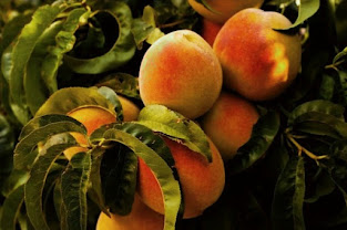 Bagaimana Strategi Pengembangan Agrikultur Di Indonesia Bebaskoro