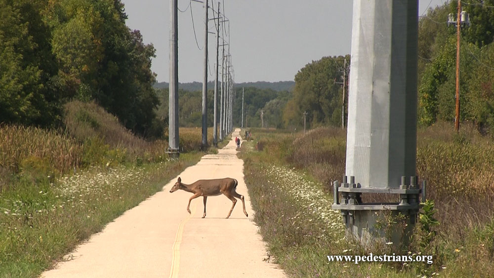 Pedestrian Advocate Trails Under Power Lines