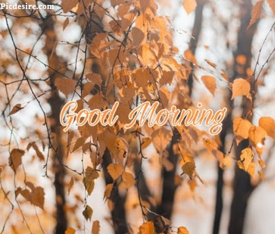 These Best 99+ Good Morning Images will make your day These Best 99+ Good Morning Images will make your day