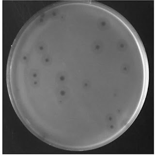 Culture petri dish showing bacteriophage plaque halos on a bacterial lawn