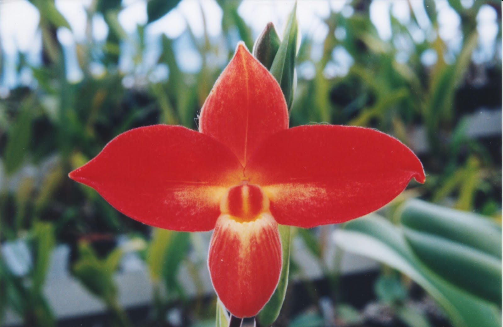 Todo orquideas - All orchids Cultivo in vitro: PHRAGMIPEDIUM PERUVIANUM O  PHRAGMIPEDIUM KOVACHII?