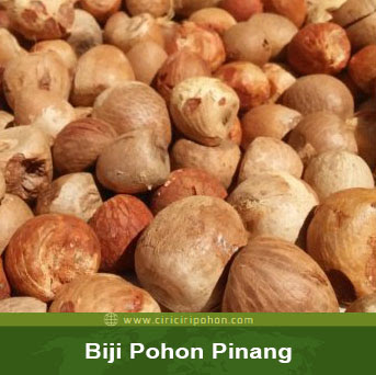 cciri ciri pohon biji pinang