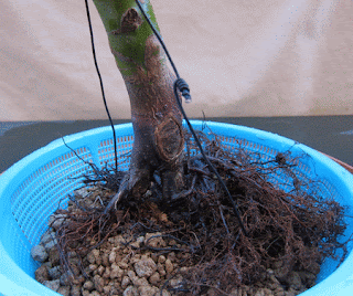 Acer palmatum shishigashira A