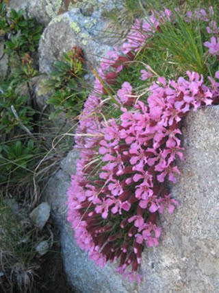 Dianthus glacialis (Garofano dei ghiacciai)