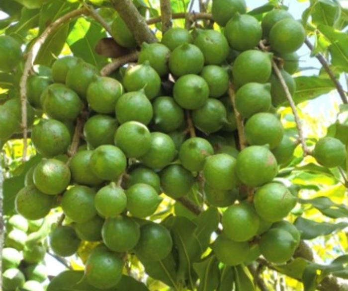 Rich Farm Kenya Macadamia Is the Cash Crop to Farm in Kenya in 2020