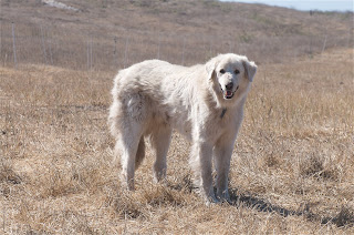 Akbaş köpeği