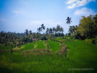 Natural Rice Fields Landscape On A Sunny Day In In The Dry Season At The Village Ringdikit North Bali Indonesia