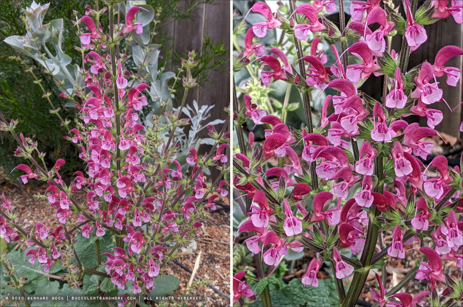 32 Best Purple Foliage Images Plants Purple Garden