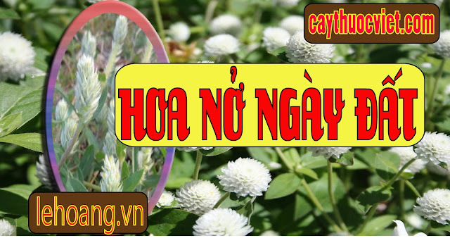 Cây Nở Ngày Đất Cây Nở Ngày Đất