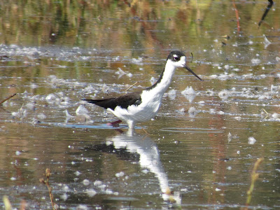 Colusa National Wildlife Refuge in California