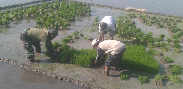Babinsa Koramil Wonosari Terjun Kesawah
