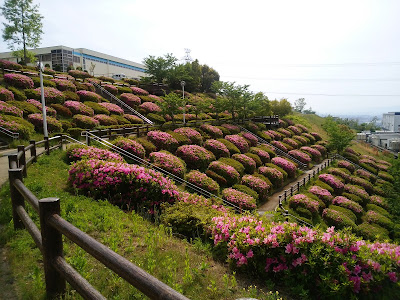【枚方市・津田サイエンスヒルズ】空見の丘公園のつつじ 【枚方市・津田サイエンスヒルズ】空見の丘公園のつつじ