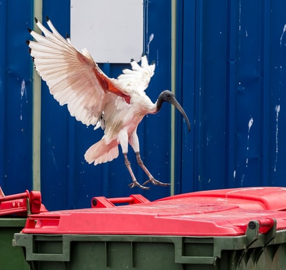 Just Watching the Wheels Go Round Australia's Cocky New Bin Chickens?