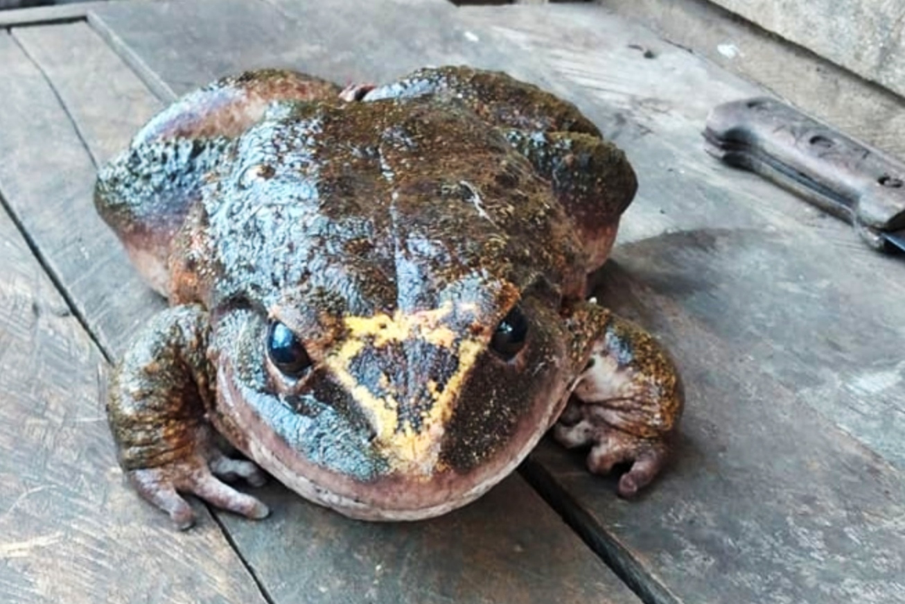Penemuan Katak 'Gergasi' Menggemparkan Orang Ramai, Rasanya Lebih Sedap