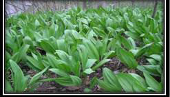 Plant of <em>Allium tricoccum</em> 