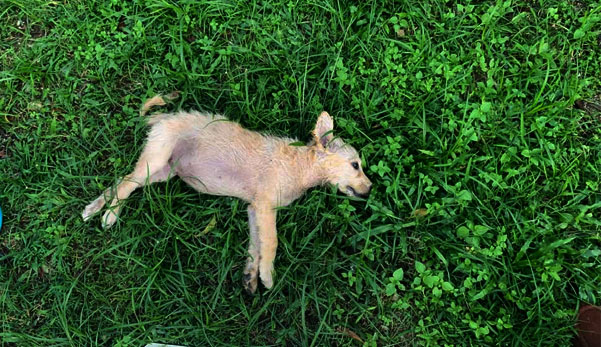 Satu Demi Satu Anjing Saya Mati Khianat 6 Ekor Anjing Mati