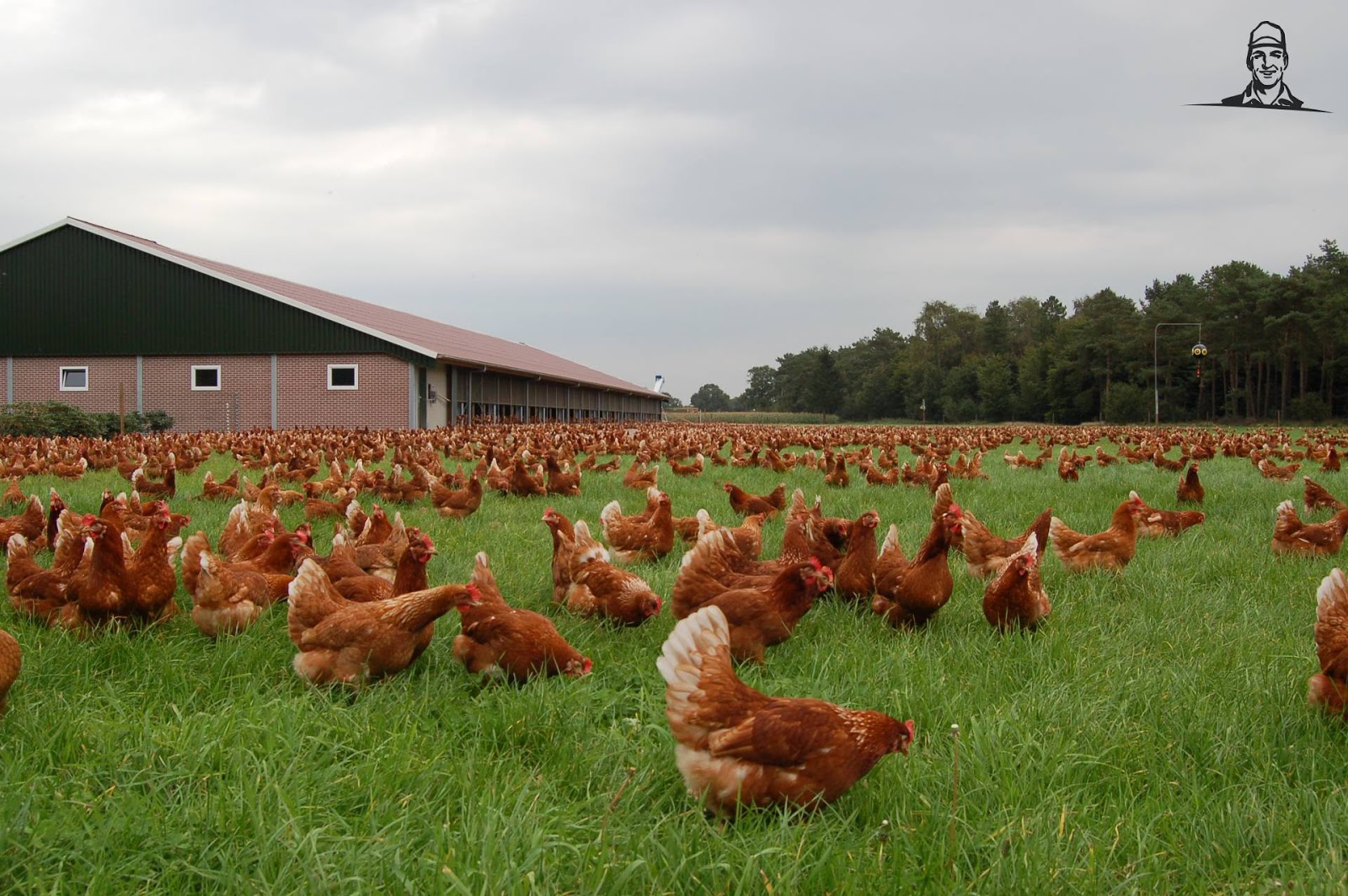 Voordierenblogger Enorme groei in biologisch gehouden kippen en