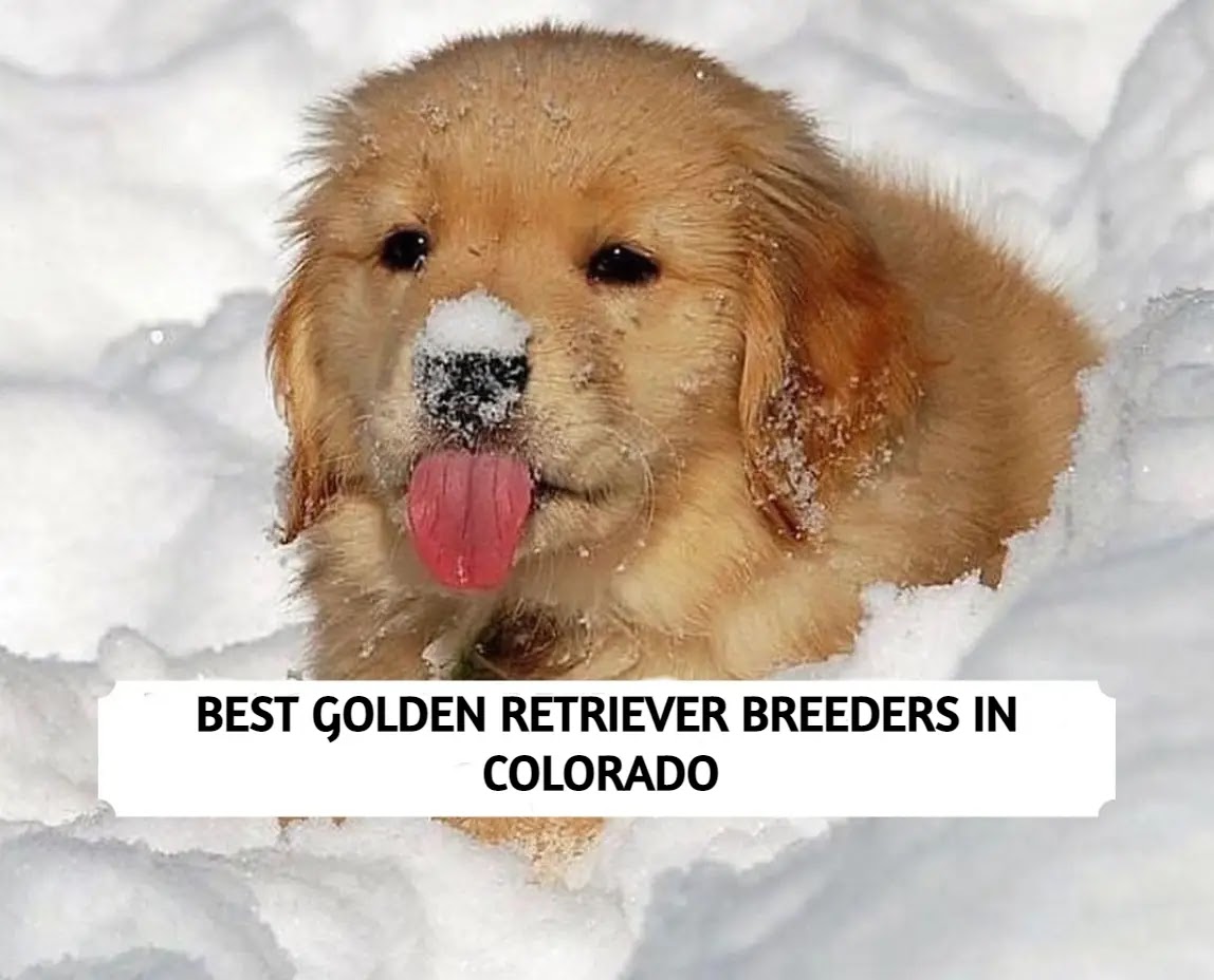 5 Best Golden Retriever Breeders in Colorado (2022)