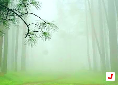 leaves of chid ,jharkhand blogs leaves of chid tree , Netarhat Images ,jharkhand blogs