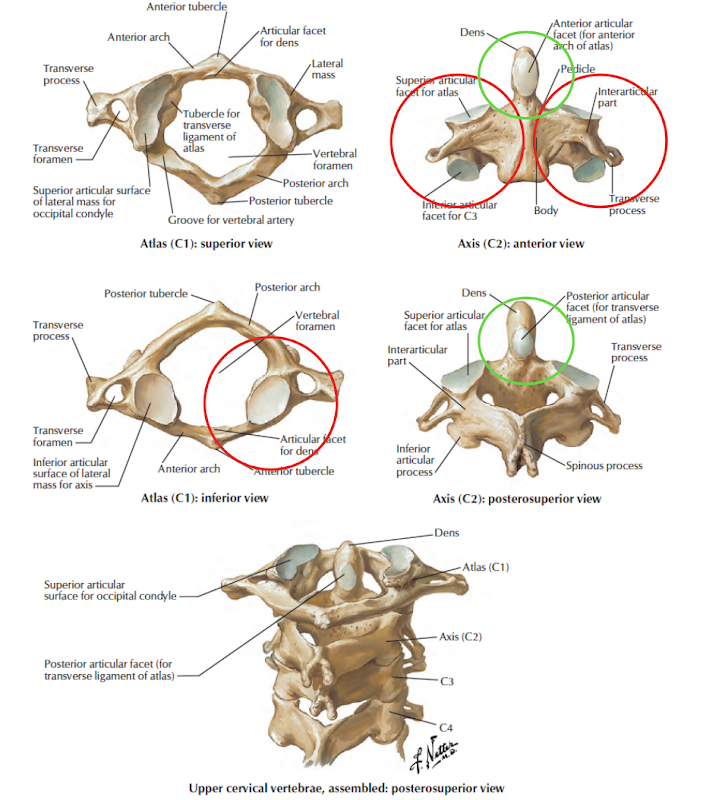 Head and Neck Anatomy Atlantoaxial Joint