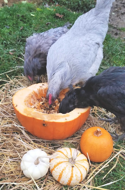 chickens eating pumpkin halves
