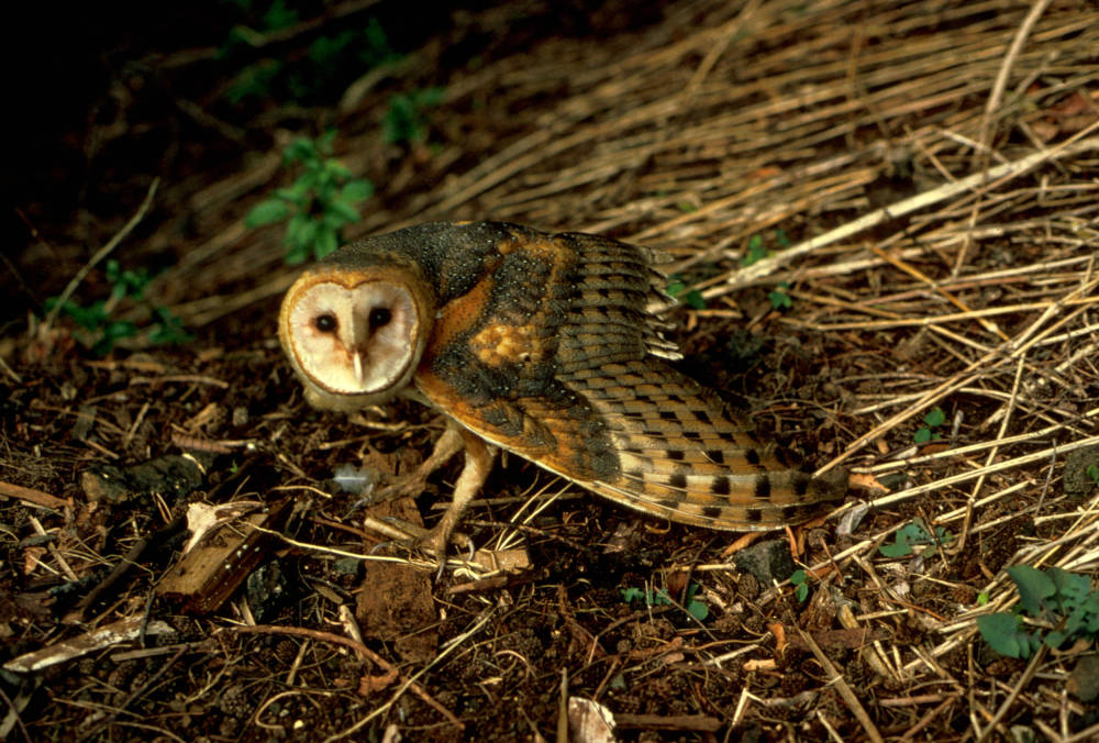Earth And Space News North American Barn Owl Habitats Buff Body