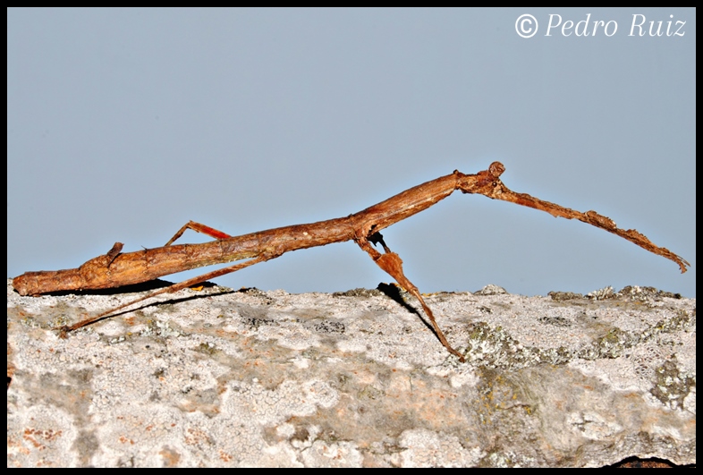 Hembra adulta (color marrón) de Phenacephorus Latifemur, 9 cm de longitud Hembra adulta (color marrón) de Phenacephorus Latifemur, 9 cm de longitud