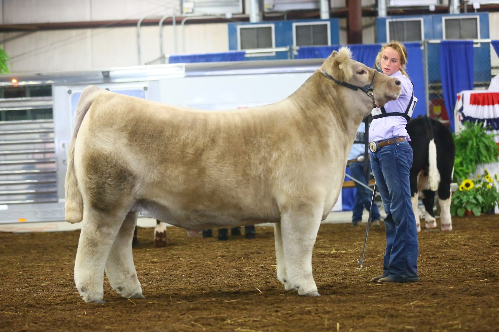 RCC Blog Grand Champion Steer at The Cattle Bonanza Sired By Here I Am!!