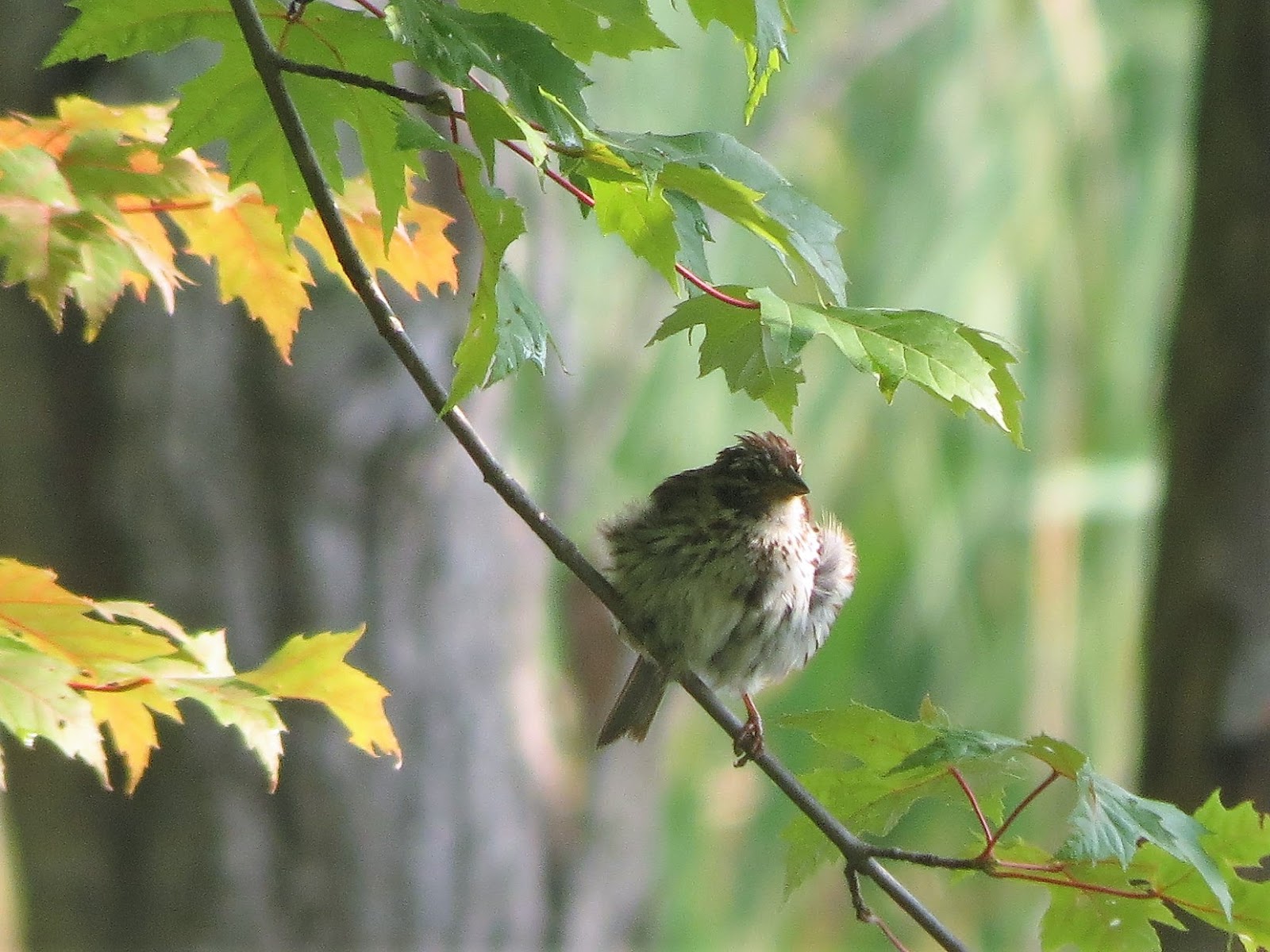 Vermont Birds and Words What is birding? South Hero, Vt. Marsh Trail