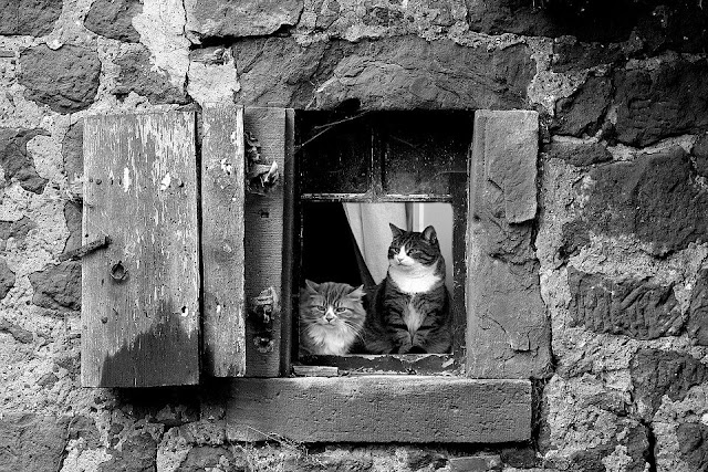 congatos gatos esperando ventana cuarentena covid19 quédate en casa 
