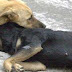 4 στα 10 σκυλάκια που υιοθετήθηκαν στην καραντίνα επιστρέφονται στις φιλοζωικές
