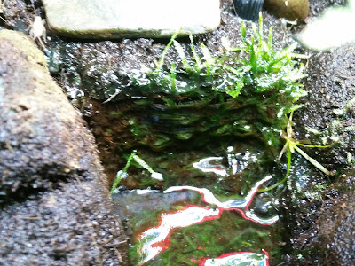 300L/h Waterfall pump outlet covered in Java Moss - Paludarium