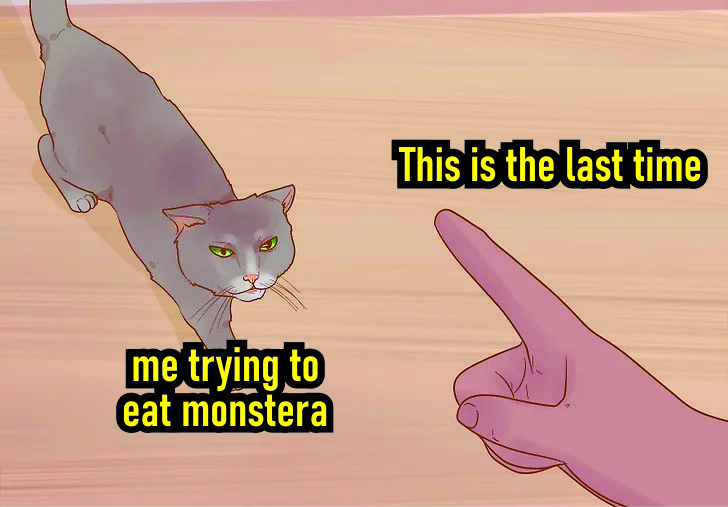 What Happens If My Cat Eats My Monstera? Should I Be Worried? Sopa