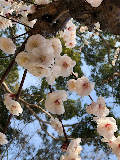 結城神社にて梅を見学