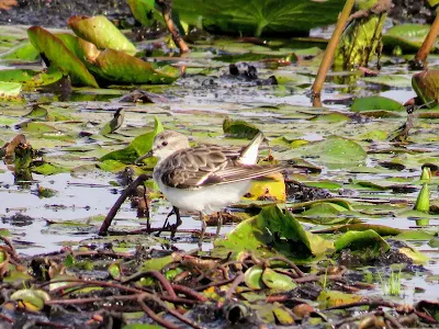 Birds in Uganda: Red-necked Stint