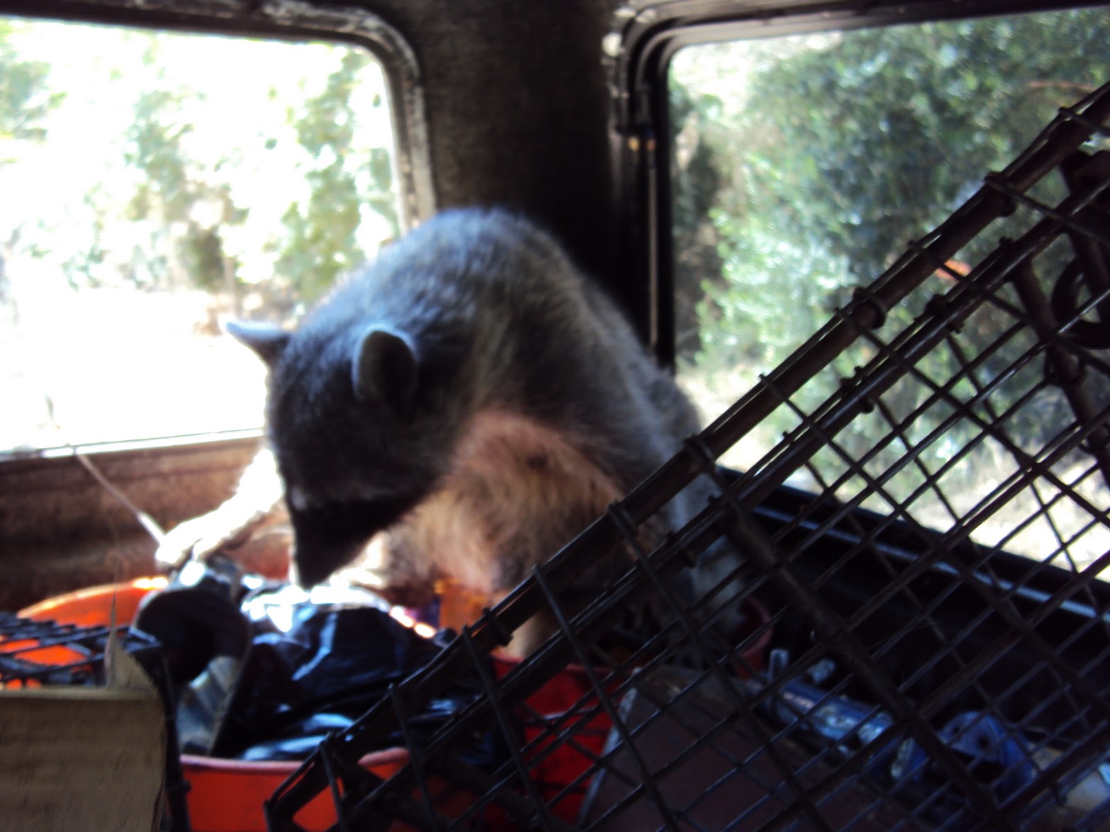 Animal Trapping Los Angeles Opossum Raccoon Coyote Rodent Squirrel