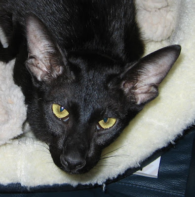 Black Siamese Cat - The Colors of the Siamese Cat | Siamese Cats And