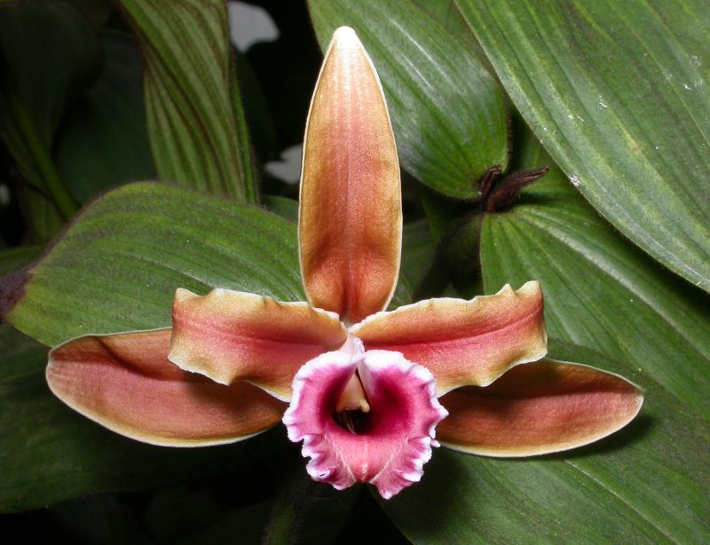 The Orchid Column: Welcome to The Orchid Column!