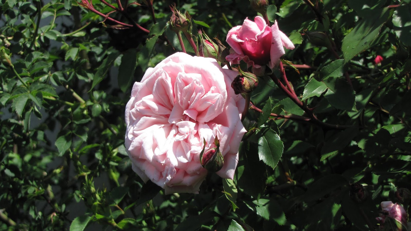 Rothenblog: Das errötende Mädchen ist voll da