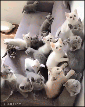 Amazing Kitten GIF • 20 cute kitties on my couch. When I realize that bae is a crazy cat lady! Amazing Kitten GIF • 20 cute kitties on my couch. When I realize that bae is a crazy cat lady!