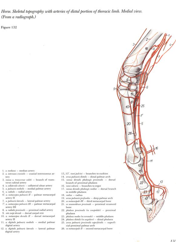 Livro de anatomia em pdf