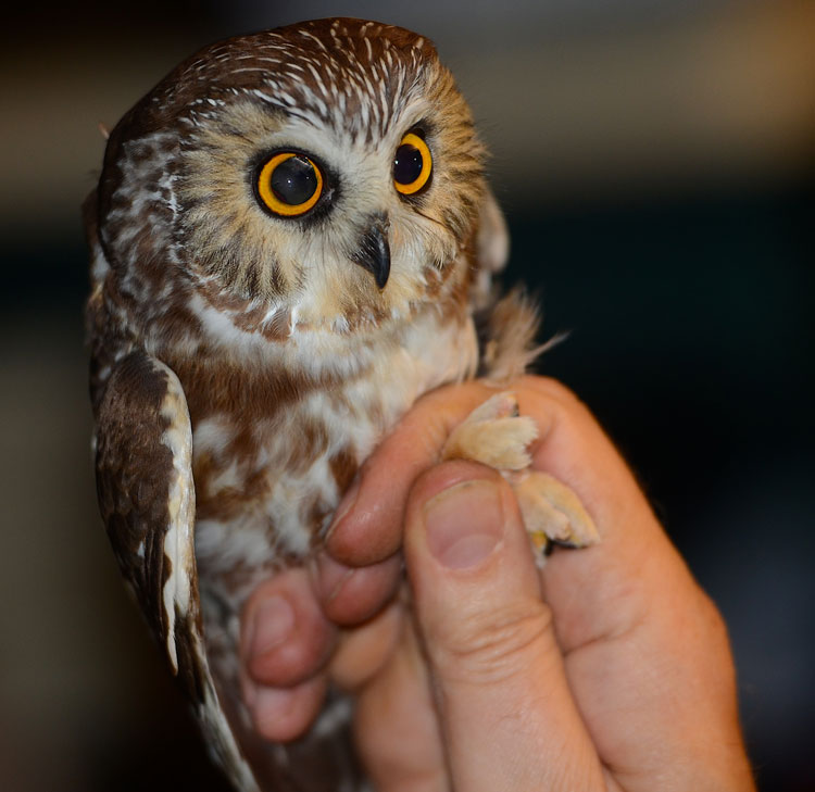 Red and the Peanut: Banding Saw Whet Owls at Hueston Woods...wow!