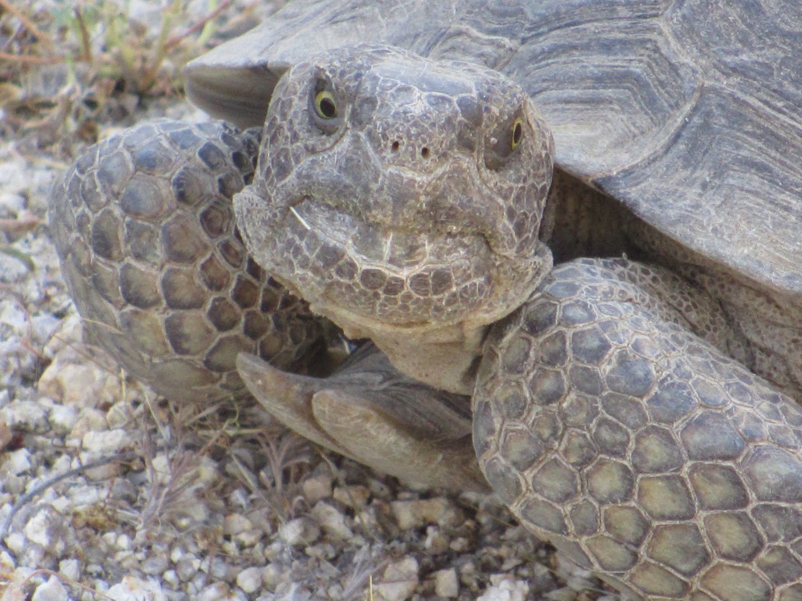 Cannundrums: Desert Tortoise II