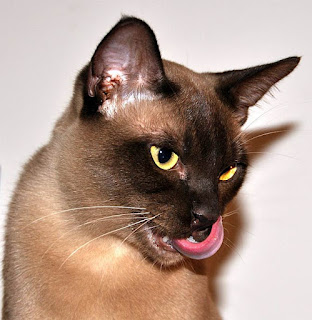 Gato birmano