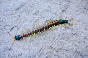 10-inch Centipede