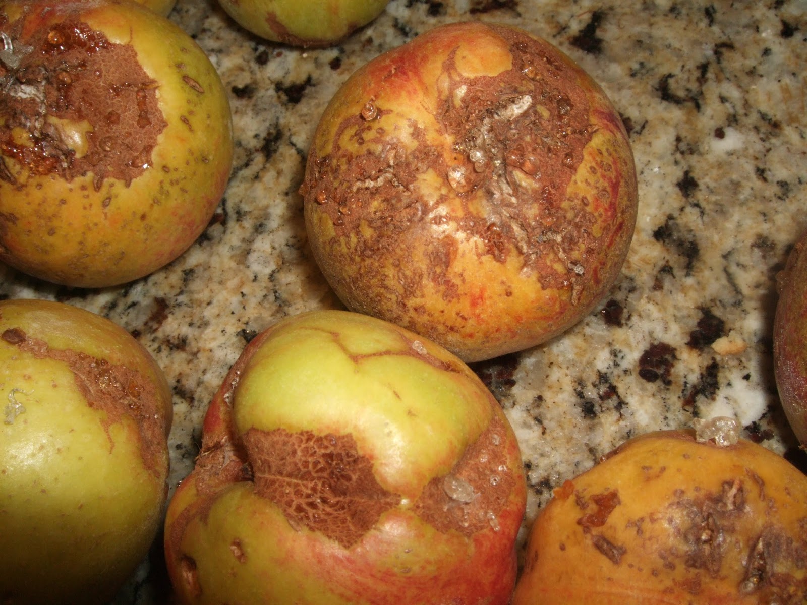 Viragrow Delivers! Protect Nectarine Fruit from Scarring